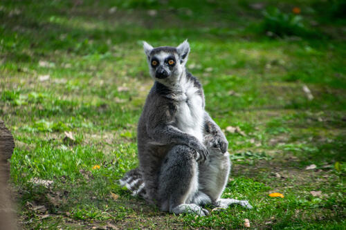 Lemur watching